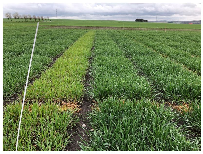 Klarup (Alborg) AGF 1 Nulparcel.JPG