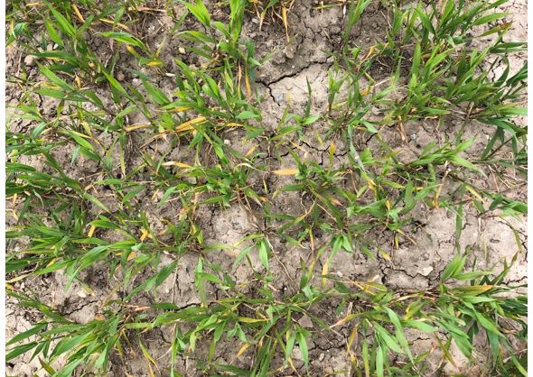 Velas 2 - billede og graf