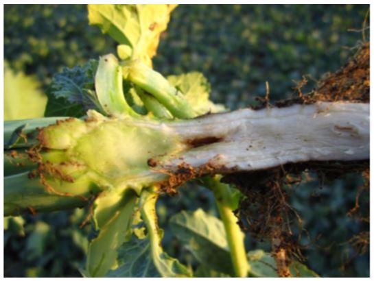 Raps bormangel revner.JPG