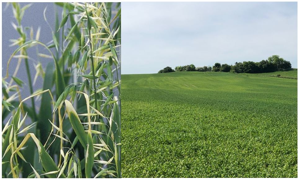 Tv: Kobbermangel i havre | Th: Manganmangel i vårbyg