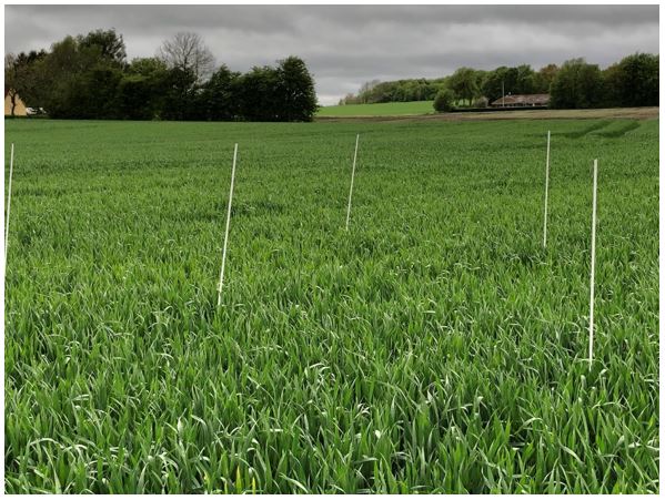 Gjerlev 2 Nulparcel 4.JPG