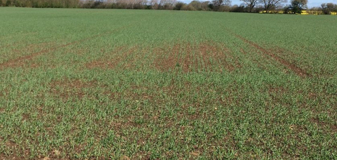 Manganmangel vinterhvede.png