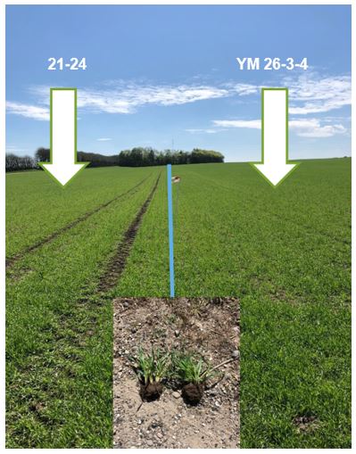 Forsøg NS21-24 og YM26-3-4 i vårbyg.JPG