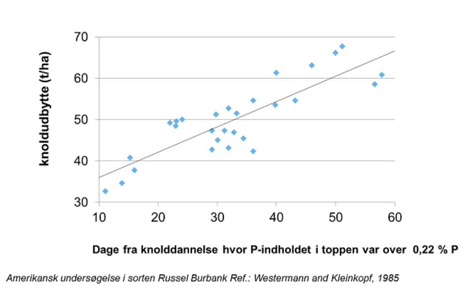Figur 2: Sammenhæng mellem knoldudbytte og antal dage med P-indhold over 0,22 % i toppen. 