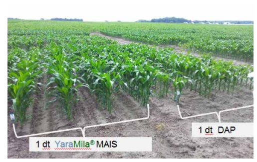 Bil 1 s 36 YM Majs og DAP.PNG