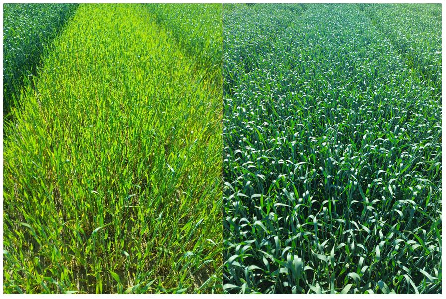 Tv: 0-N parcel, Himmerland | Th: 300 kg N parcel, Himmerland