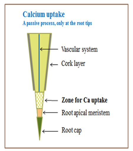 Ca uptake.jpg