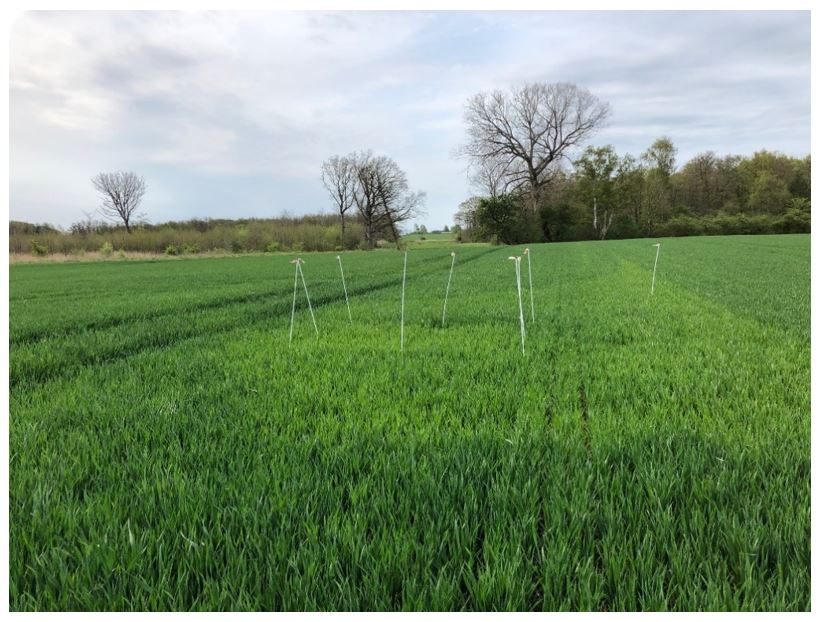 Stubbekøbing 1 Nulparcel 2.JPG