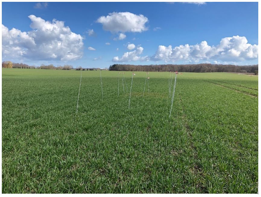 Skjørring 1 nulparcel.JPG