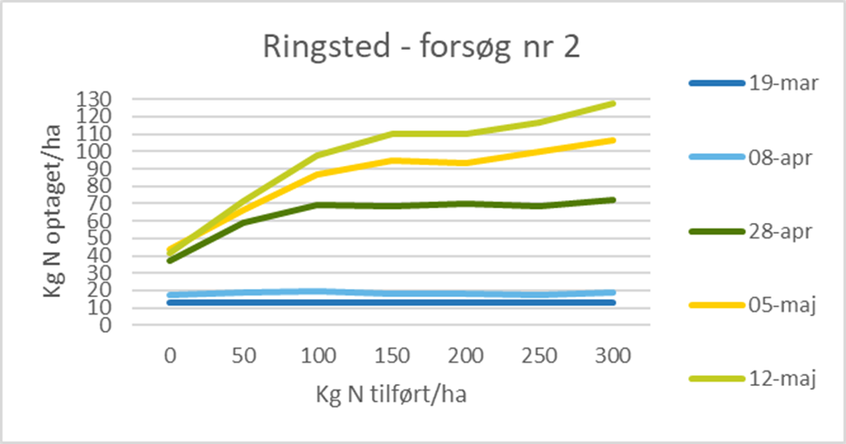 Ringsted