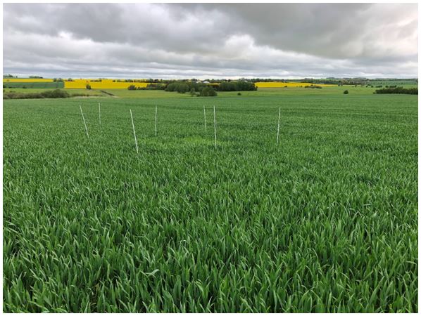 Stouby 2 (Vej) Nulparcel 3.JPG