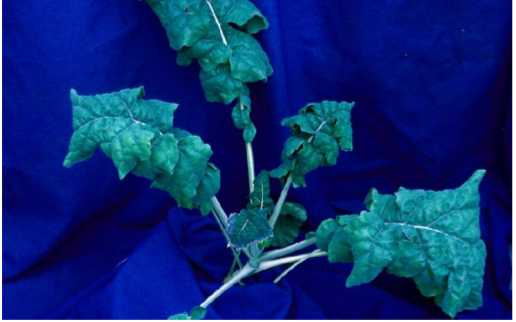 Mikronæring - raps_2.png