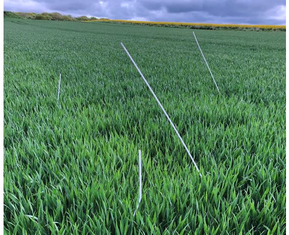 Hadsten 1 Nulparcel 2.JPG