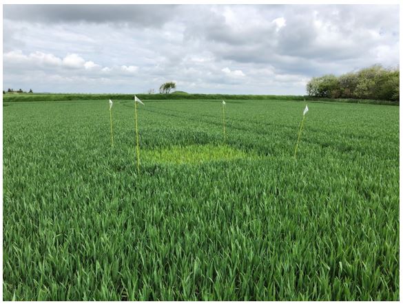 Thisted Nulparcel 2.JPG