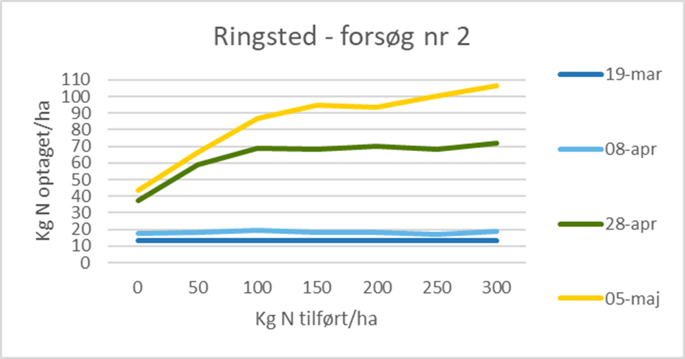 Ringsted