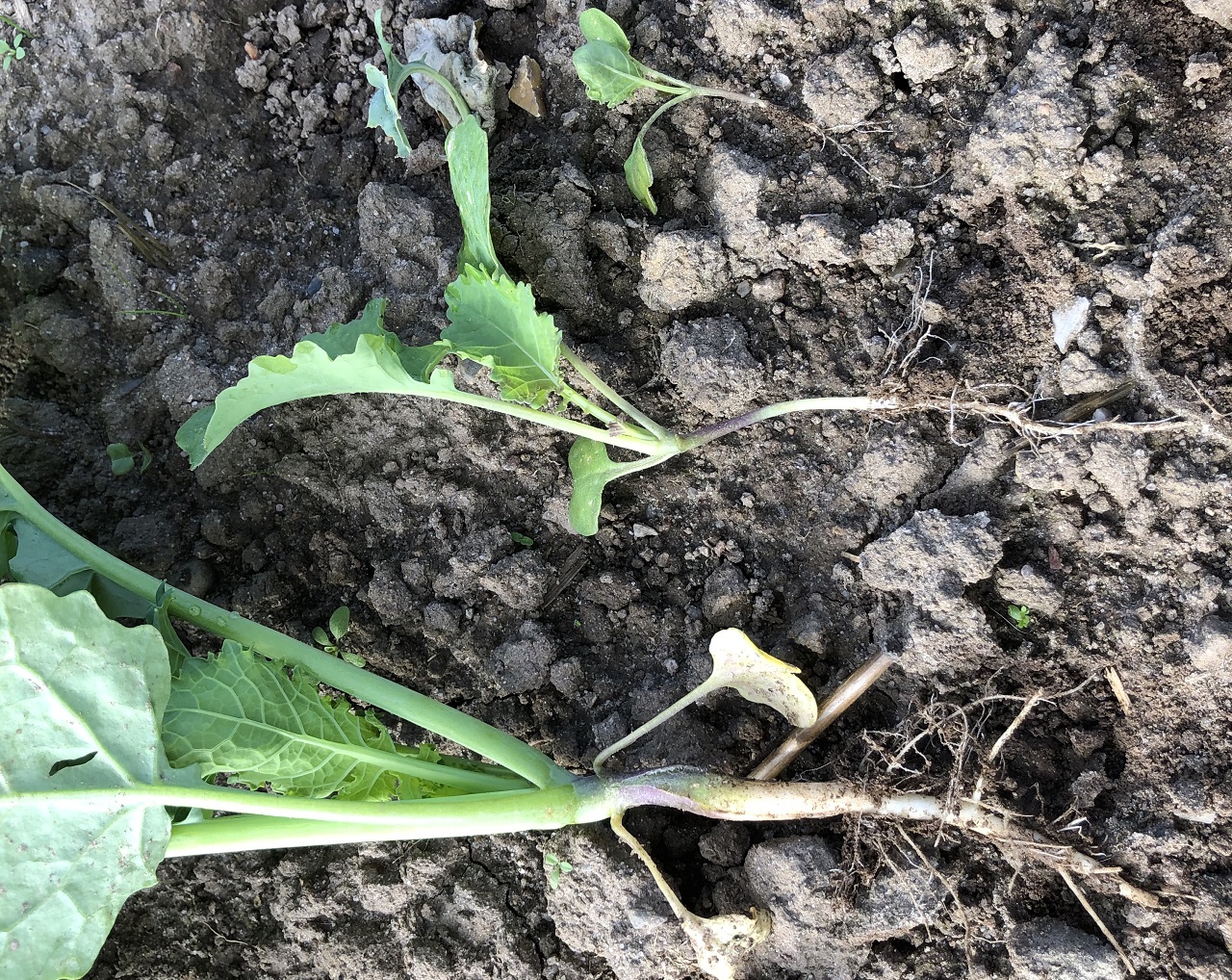 Rapsplanter 3 str 020920 1280x1018.jpg