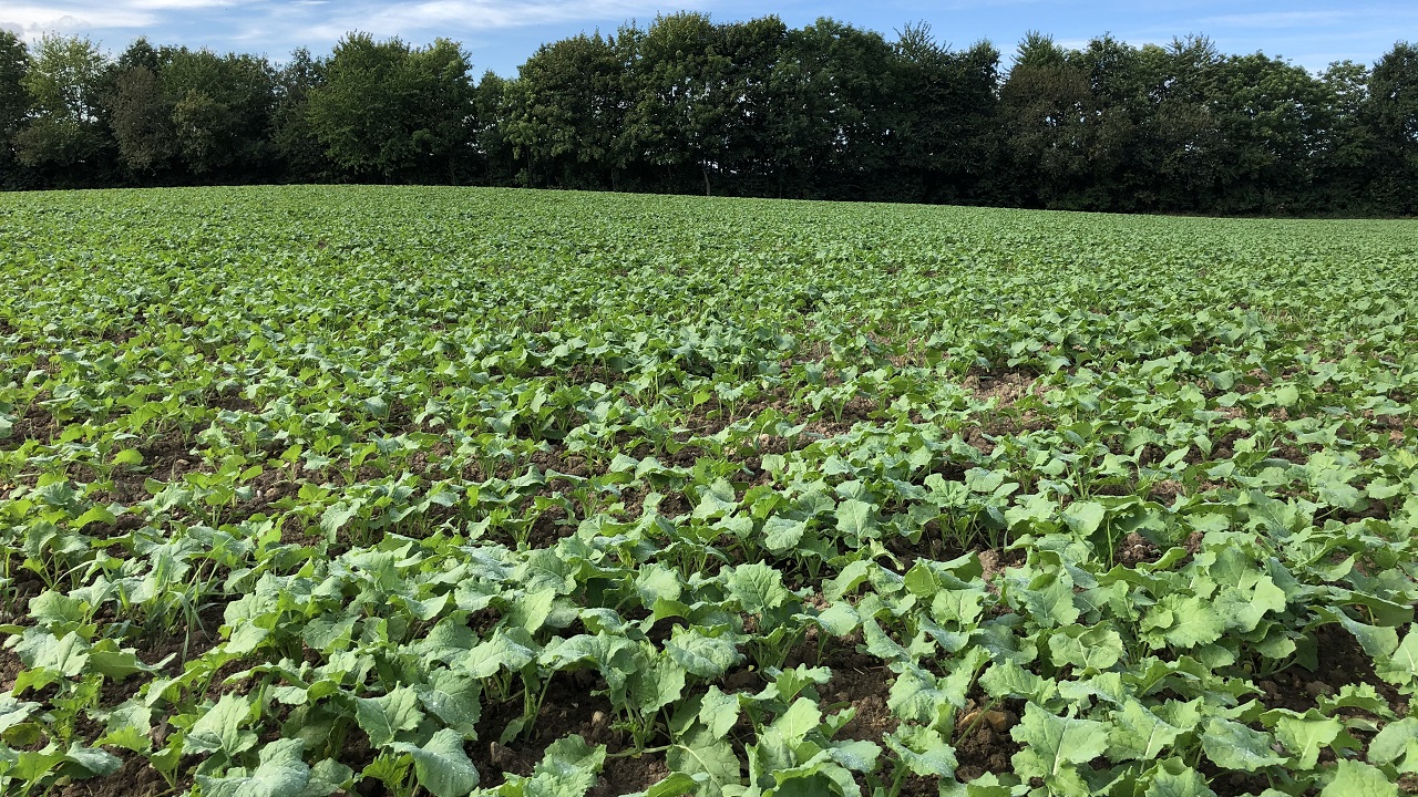 Bevar rapsens udbyttepotentiale gennem efterår og vinter